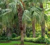 Chinese Fan Palm