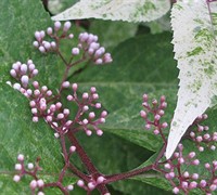 Snow Storm Beautyberry Picture