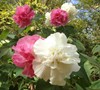 Confederate Rose Hibiscus Picture