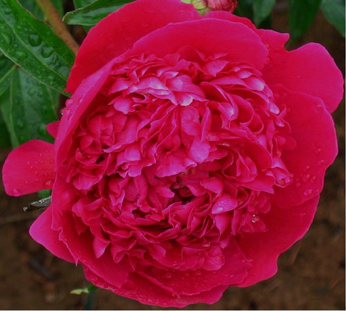 Picture of Karl Rosenfeld Peony