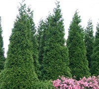 Green Giant Arborvitae Picture