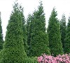 Green Giant Arborvitae Picture