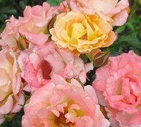 Peach Drift Rose Picture