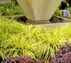 Golden Variegated Sweet Flag
