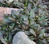 Chocolate Chip Ajuga Picture