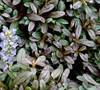 Chocolate Chip Ajuga Picture