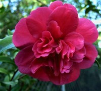 Bonanza Camellia Sasanqua Picture