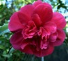 Bonanza Camellia Sasanqua