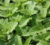 Mojito Mint