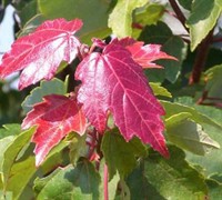 Summer Red Maple Picture