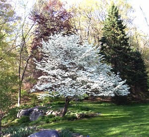 where is the best place to plant a dogwood tree