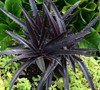 Dark Star Pineapple Lily-(Eucomis Dark Star')