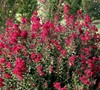 Double Feature Crape Myrtle
