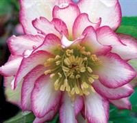 Rose Quartz Helleborus-(Helleborus X Hybridus 'Rose Quartz') Picture