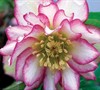 Rose Quartz Helleborus-(Helleborus X Hybridus 'Rose Quartz')