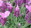 Sugarberry Ruffles Spanish Lavender-(Lavendula Stoechas 'Sugarberry Ruffles')