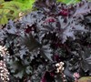Black Tafetta Heuchera-(Heuchera X Hybrid 'Black Tefetta')