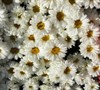 Victorian Secret Shasta Daisy-( Leucanthemum X Supurbum 'Victorian Secret')