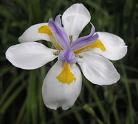 White African Iris Picture