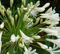 Peter Pan White Agapanthus Picture
