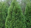 Blue Cone Arborvitae