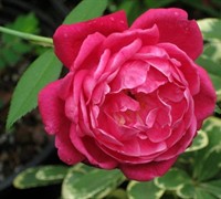 Louis Philippee Rose Picture