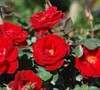 Sunrosa Red Rose