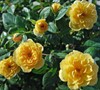 Sunrosa Yellow Rose