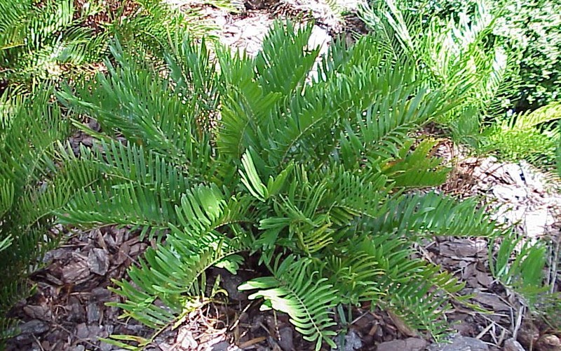 Coontie Palm Picture