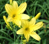 Yangtze Daylily Picture