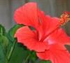President Red Hibiscus