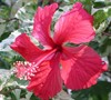 Snow Queen Hibiscus