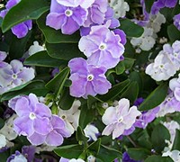 Yesterday, Today And Tomorrow Brunfelsia Picture