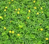 Grand Reserve Ornamental Peanut Picture