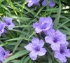 Purple Dwarf Mexican Petunia