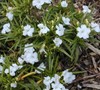 White Dwarf Mexican Petunia