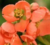 Chojuraku Flowering Quince