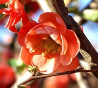 Chojuraku Flowering Quince Picture