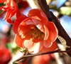 Chojuraku Flowering Quince