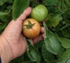Picture about Picking Tomatoes During February In Loredo Texas