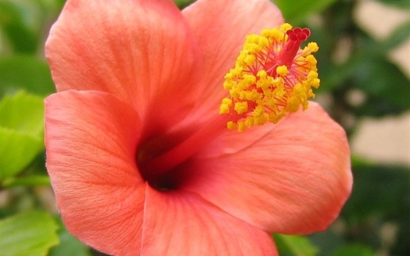 Peach Hibiscus Picture