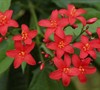 Jatropha Bush