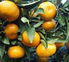 Satsuma Mandarin
