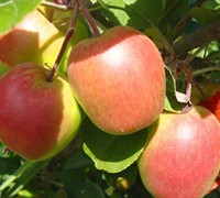 Anna Apple Tree Picture