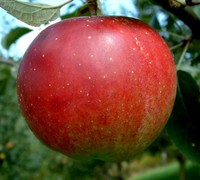 Stayman Winesap Apple Picture