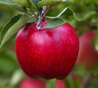 Red Delicious Apple Picture