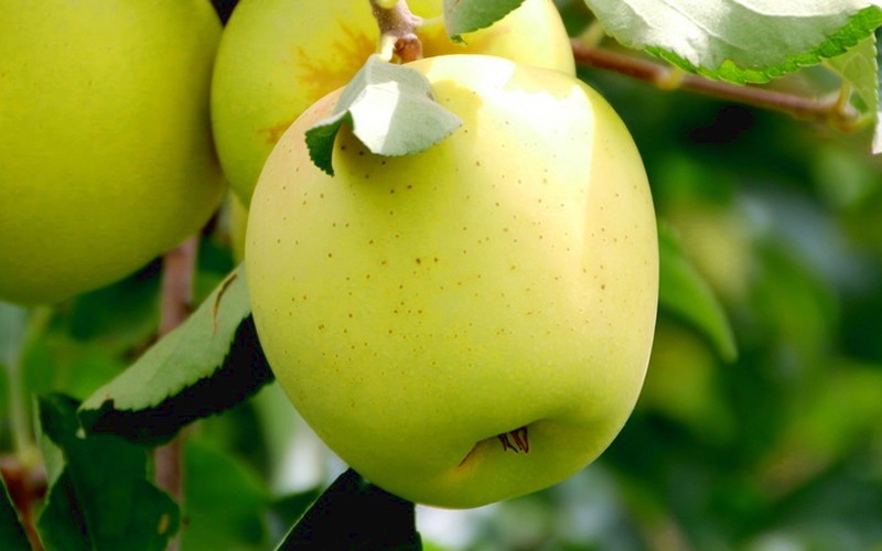 Yellow Delicious Apple Picture