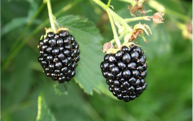 Navaho Thornless Blackberry Picture
