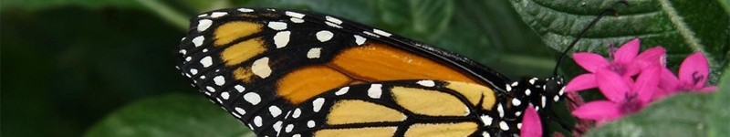 Maintaining A Buttefly Garden