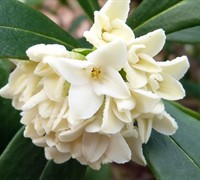White Daphne Odora Picture